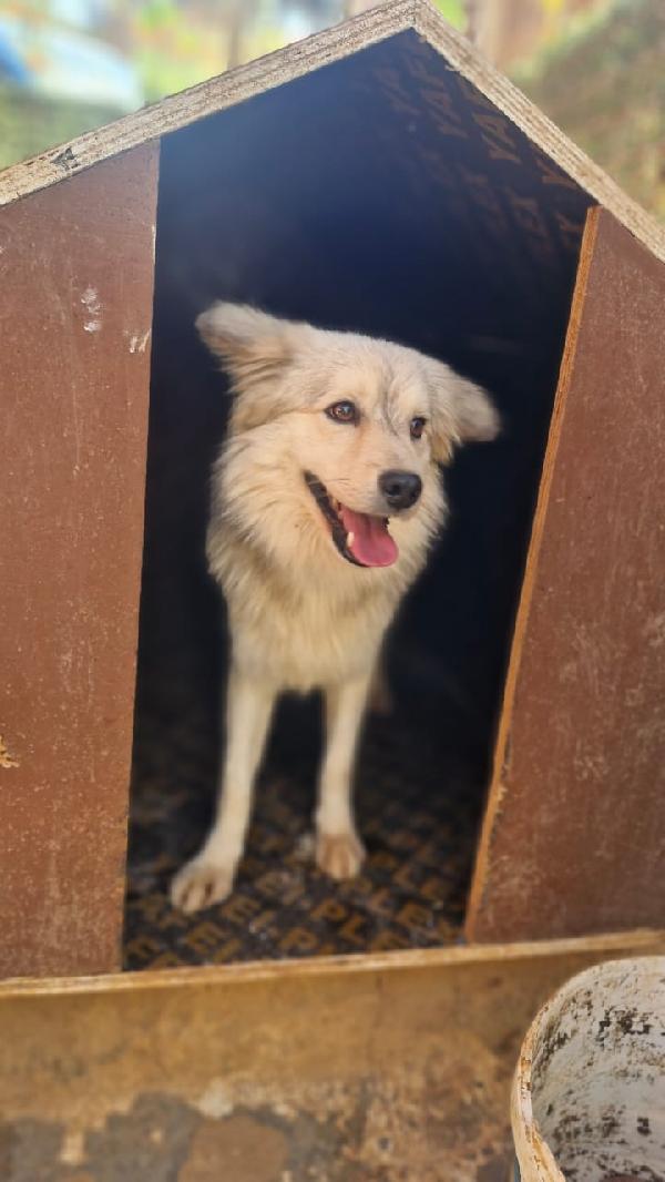 Yorgo, un tenero simil volpino Foto 6